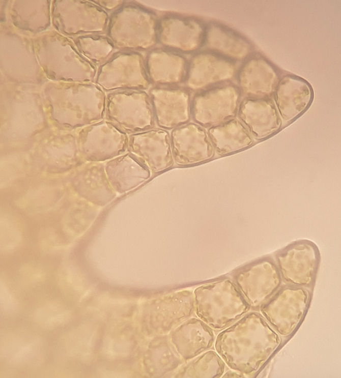 Fuscocephaloziopsis macrostachya var. macrostachya